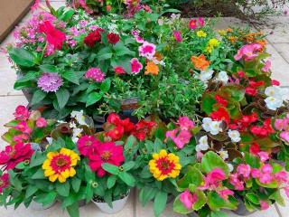 �摜(320x240)�E�g��摜(640x480)