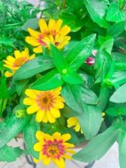 画像(180x240)・拡大画像(480x640)