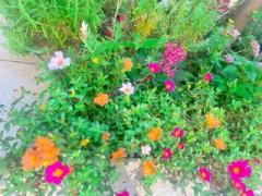 �摜(240x180)�E�g��摜(640x480)