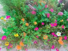 画像(240x180)・拡大画像(640x480)