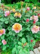 画像(135x180)・拡大画像(480x640)