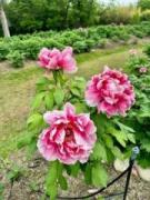 画像(135x180)・拡大画像(480x640)