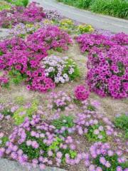 画像(180x240)・拡大画像(483x640)