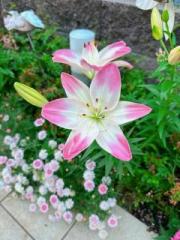 �摜(180x240)�E�g��摜(480x640)