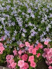 �摜(180x240)�E�g��摜(480x640)