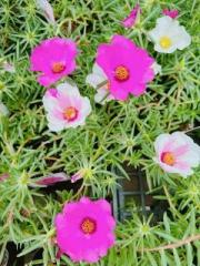 �摜(180x240)�E�g��摜(480x640)