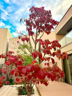 �摜(240x320)�E�g��摜(480x640)