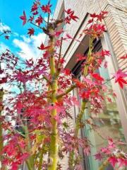 �摜(180x240)�E�g��摜(480x640)