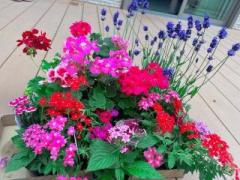 画像(240x180)・拡大画像(640x480)