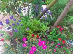 �摜(240x180)�E�g��摜(640x480)