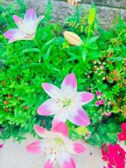 �摜(180x240)�E�g��摜(480x640)