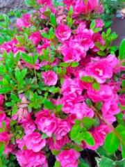 �摜(180x240)�E�g��摜(480x640)