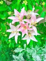 �摜(180x240)�E�g��摜(480x640)