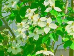 �摜(240x180)�E�g��摜(640x480)