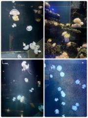 画像(180x240)・拡大画像(480x640)