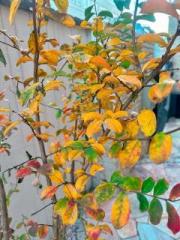 �摜(180x240)�E�g��摜(480x640)