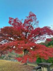 画像(180x240)・拡大画像(480x640)