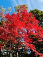 画像(180x240)・拡大画像(480x640)