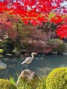 画像(135x180)・拡大画像(480x640)