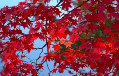 画像(240x153)・拡大画像(640x411)