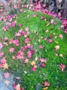 画像(135x180)・拡大画像(480x640)