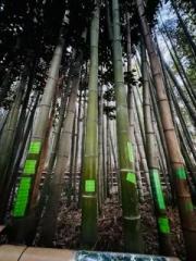 �摜(180x240)�E�g��摜(480x640)