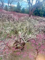 画像(180x240)・拡大画像(480x640)