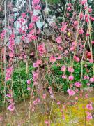 画像(135x180)・拡大画像(480x640)