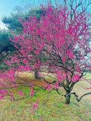 画像(180x240)・拡大画像(480x640)