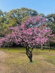 画像(180x240)・拡大画像(480x640)